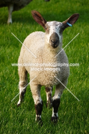young Bluefaced Leicester sheep