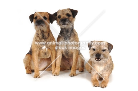 three Border Terriers