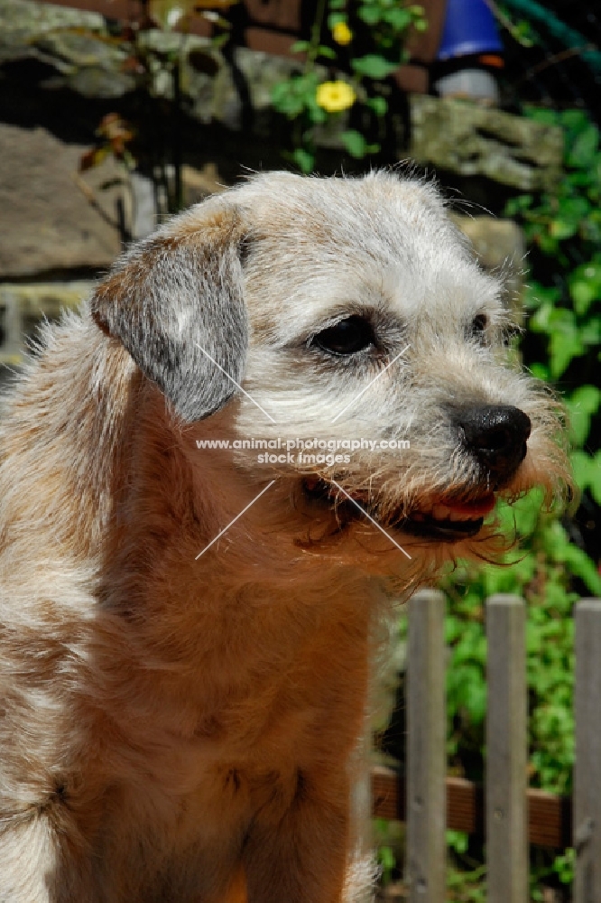 border terrier old bitch 13 years