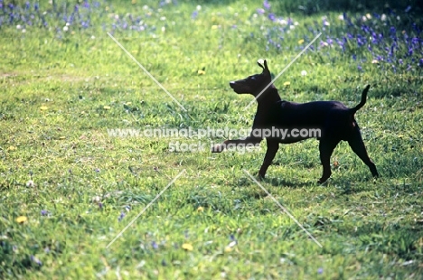 ch keyline vengeance, manchester terrier galloping with bluebells
