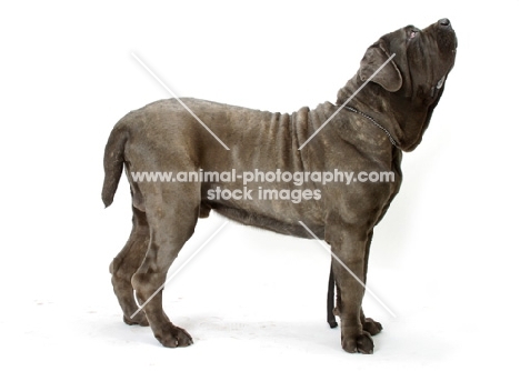 Neapolitan Mastiff on white background, looking up