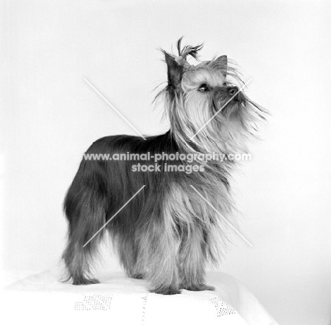 young yorkshire terrier indoors looking up 