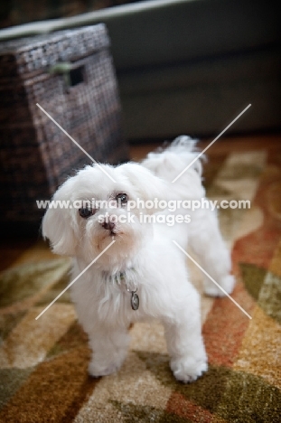 maltese standing on rug