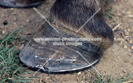hoof with new shoe
