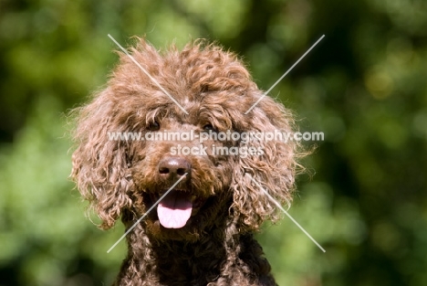 brown standard poodle looking at camera