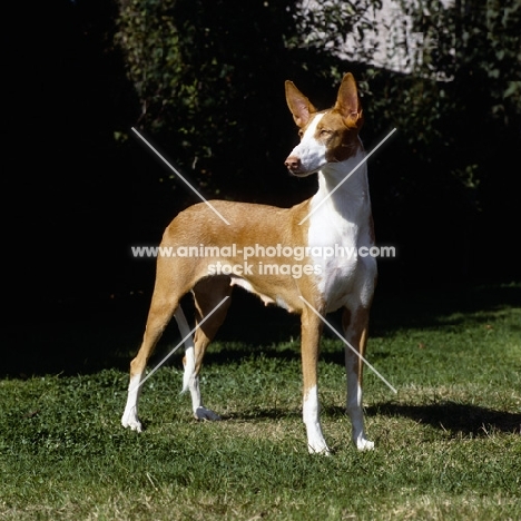 ch paran prima donna, ibizan hound standing on grass