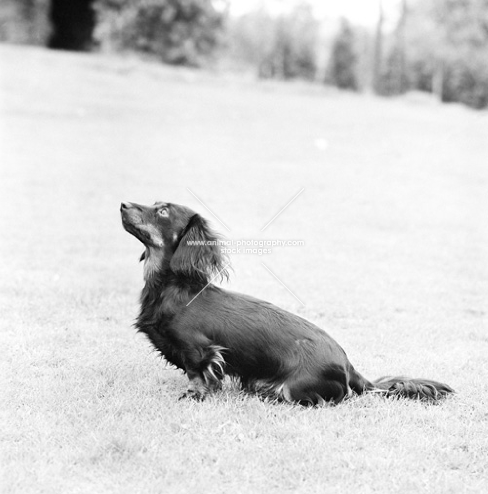 pet miniature long haired dachshund