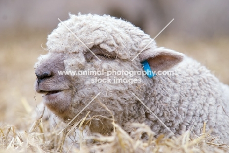 sweet South Down lamb