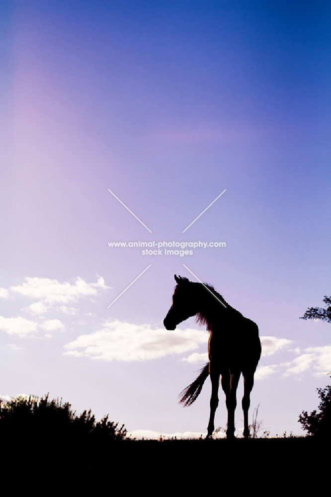 Silhouette of Arabian standing on hilltop