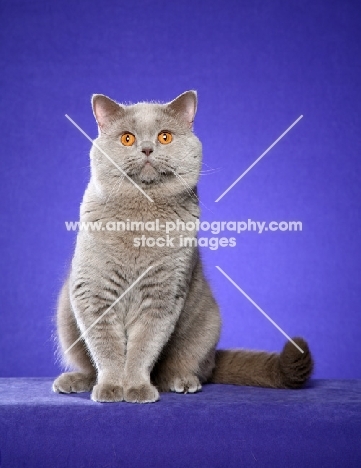 lilac British Shorthair on purple background