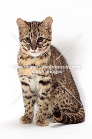 Geoffroy's cat sitting on white background, Golden Spotted Tabby