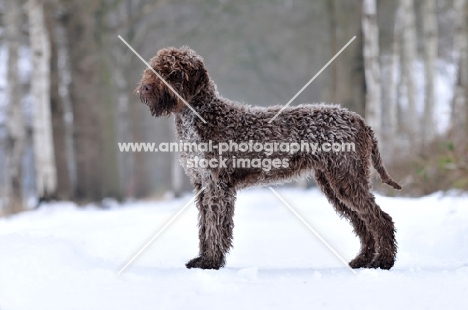 Lagotto Romagnolo, side view on snow
