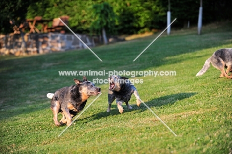 Australian Cattle Dogs playing