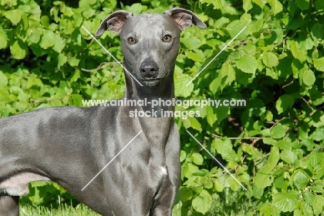 greyhound, ex racer, all photographer's profit from this image go to greyhound charities and rescue organisations