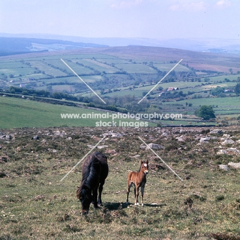 Dartmoor mare and foal in Dartmoor scenery