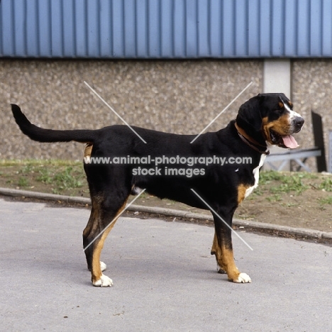 grosser schweizer sennenhund, 
fredo von der beeklage, standing on a path