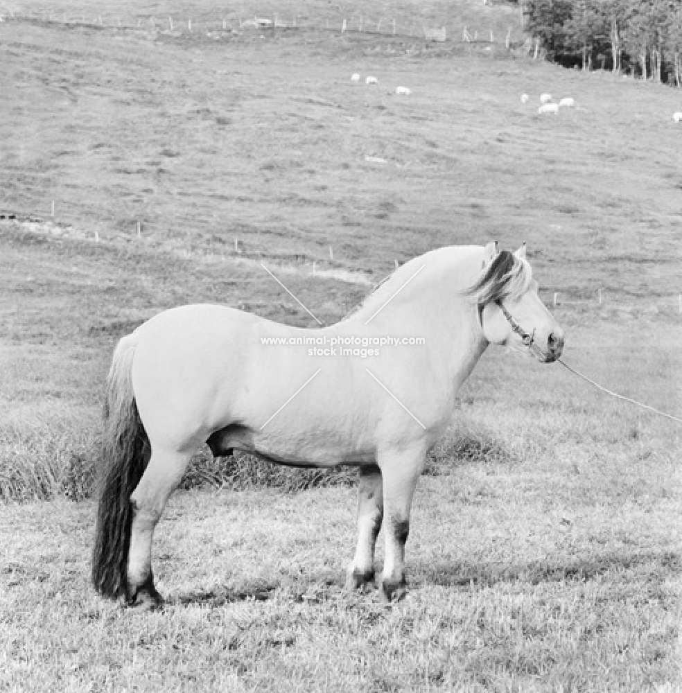 Fjord Pony in field