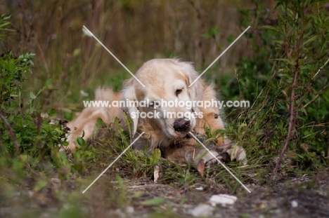 Golden Retriever outdoors