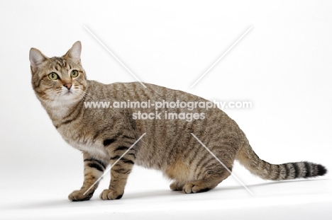 Brown Mackerel Tabby Cat, standing