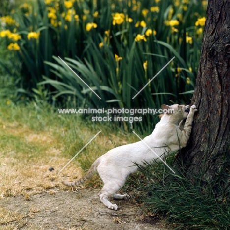 ch reoky jnala, tabby point siamese cat sharpening his claws on a tree