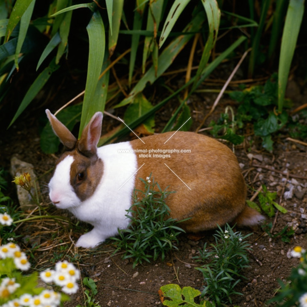 tortoiseshell dutch marked rabbit in a garden with flowers