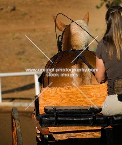 Belgian Draft horse