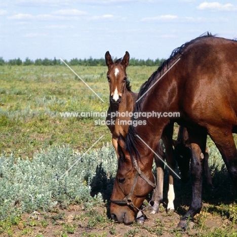 Budyonny mare with foal 