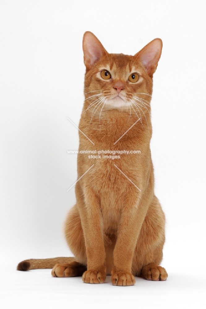 sorrel Abyssinian on white background, front view