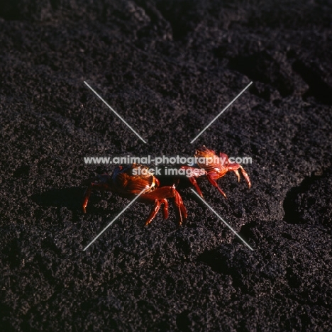 two sally lightfoot crabs, on black rock, lava, fernandina island, galapagos 