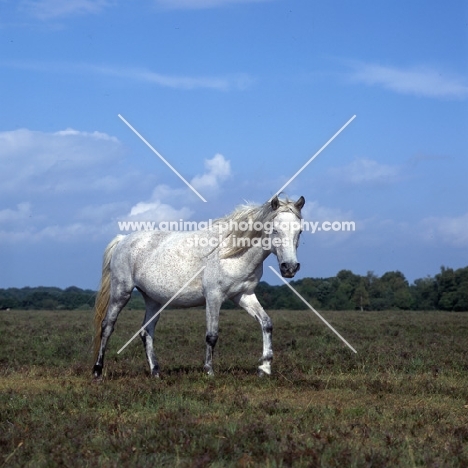 white new forest mare walking in the new forest