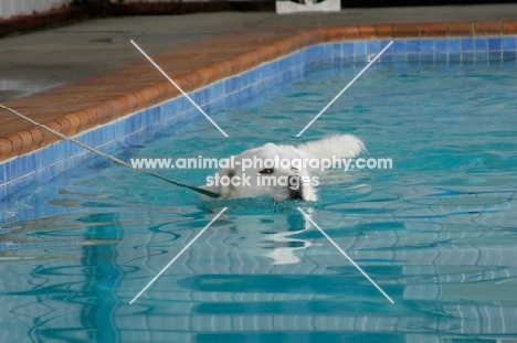 Maremma Sheepdog