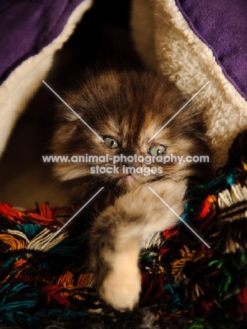 Scottish Fold kitten in blankets.