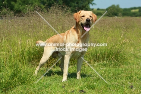 Labrador Retriever in field
