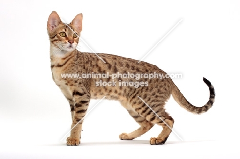 brown spotted Savannah cat