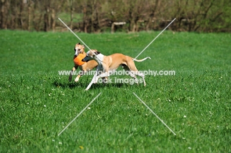 Whippets running with frisbee