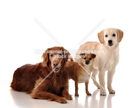 golden retrievers with small mutt