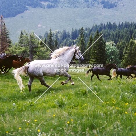 Lipizzaner colt cantering in summer pasture at stubalm, piber