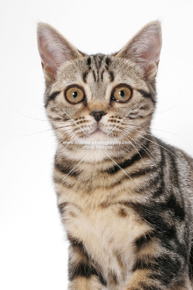 Brown Classic Tabby American Shorthair, portrait