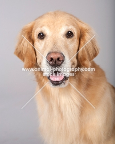 Golden Retriever portrait on grey background