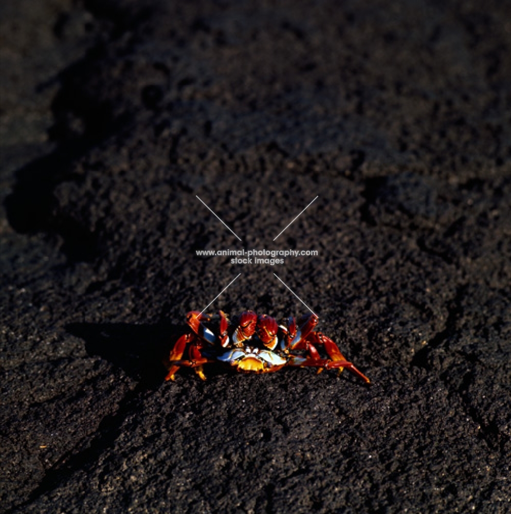 sally lightfoot crab looking at camera, fernandina island on lava, black rock, galapagos 