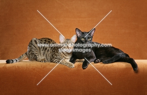 Kirembo Amadi Binah "Maddie," with her brother, "Baz," is a 10 month old Brown Spotted Tabby Savannah female