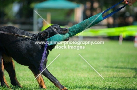 Beauceron biting dummy