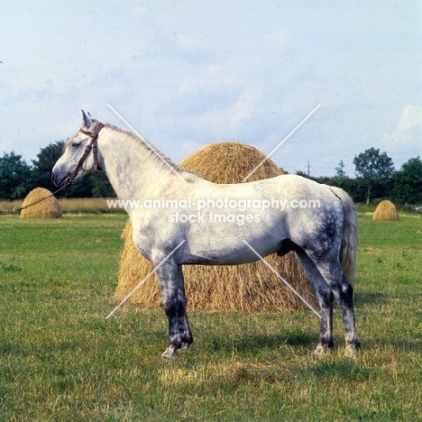 irish draught stallion in ireland