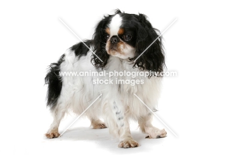 Australian Champion King Charles Spaniel, tri-colour