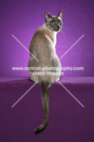 Thai Cat, back view on purple background
