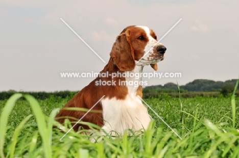 Welsh Springer Spaniel