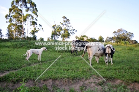 Canis Africanis with cattle