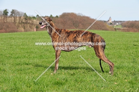 Brindle Greyhound in field