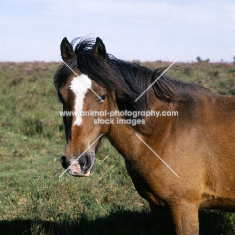 new forest mare in the new forest