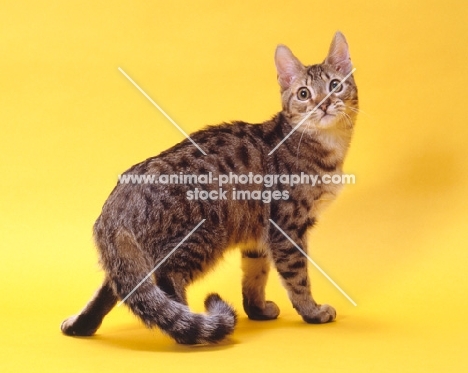california spangled cat standing on yellow background